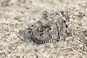 Heivlinder, Grayling, Hipparchia semele