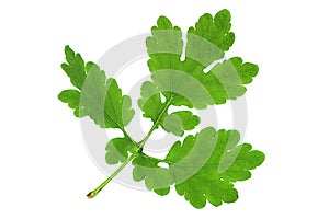 Helandine herb leaf