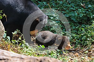 Helarctos malayanus, poor younger brother. And the lovely is walking to its mother