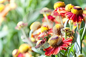 Helenium