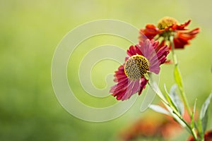 Helenium