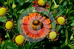 Helenium