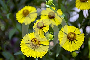 Helenium autumnale common sneezeweed in bloom, bunch of yellow flowers, high shrub with leaves