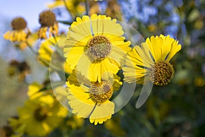 Helenium autumnale common sneezeweed in bloom, bunch of yellow flowers, high shrub with leaves