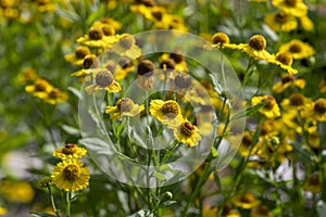 Helenium autumnale common sneezeweed in bloom, bunch of yellow flowers, high shrub with leaves