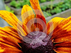 Helenium autumnale in the garden. Red and yellow flower - beautiful large yellow orange red flower Aster macro gelenium.