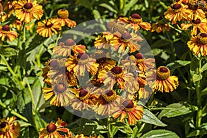 Helenium autumnale `Western Mixture`