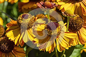 Helenium autumnale `Western Mixture`