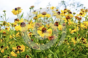 Helenium `Blutentisch`