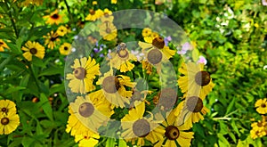 Helenium brassingham gold grows in a flower bed, many yellow flowers with green leaves.