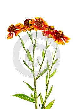 Helenium flower isolate on a white background