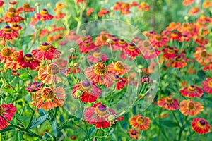 Helenium flower. Season autumn background