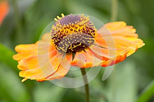 Helenium flower with selective focus on blurred background