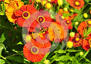 Helenium flowers