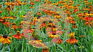 Helenium Flowers