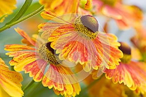 Helenium flowers