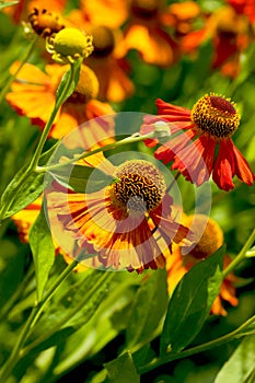 Helenium flowers in bloom