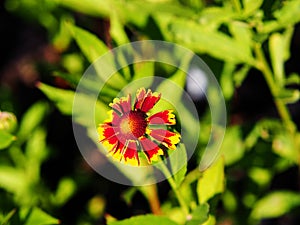 Helenium hoopesii (Sneezeweed) photo