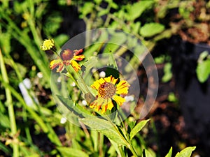 Helenium hoopesii (Sneezeweed) photo