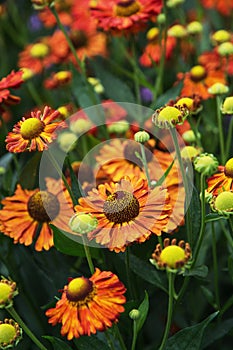 Helenium hybridum flowers