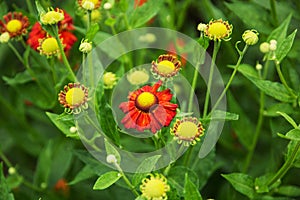 Helenium hybridum flowers