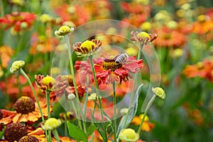 Helenium hybridum flowers and honeybee photo