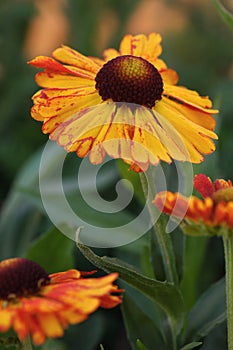 Helenium \'Mardis Gras\' photo
