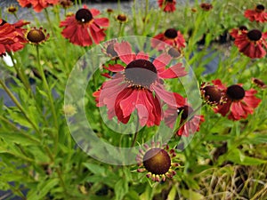 Helenium 'Moerheim Beauty'