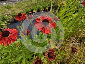 Helenium 'Moerheim Beauty'