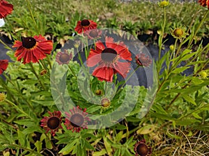 Helenium 'Moerheim Beauty'