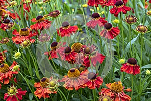 Helenium Moerheim Beauty is a daisy like flowering plant popular in summer gardens.