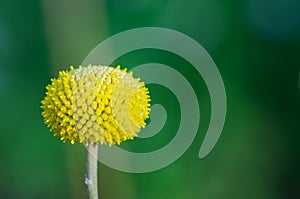 Helenium Puberulum Yellow Flower