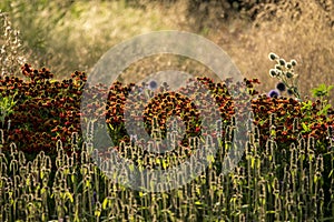 Helenium `Rubinzwerg` in the Vlinderhof in Utrecht