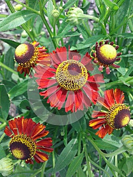 helenium ruby.