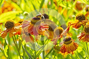 Helenium Waltraut autumnale family Asteraceae bright orange red yellow flowers with carved plaster and large brown heart and bee.