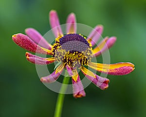 Helenium Waltraut Flower