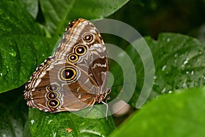 Helenor Morpho - Morpho helenor, beautiful large colored butterfly photo