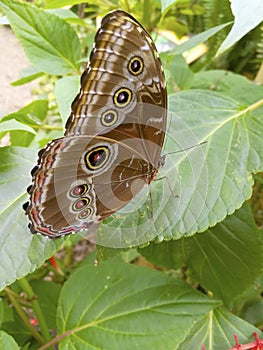 Helenor Morpho Butterfly  844477 photo