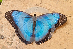 Helenor Morpho butterfly photo