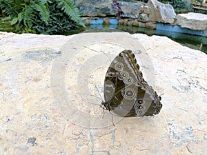 Helenor Morpho Butterfly  844476 photo
