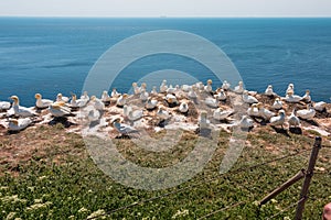 Helgoland