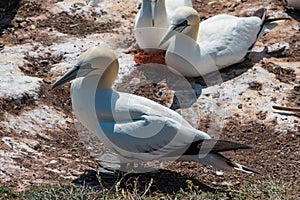 Helgoland