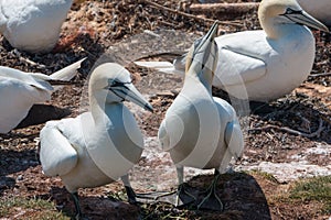 Helgoland