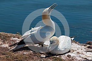 Helgoland