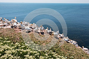 Helgoland