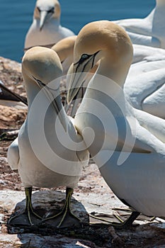 Helgoland