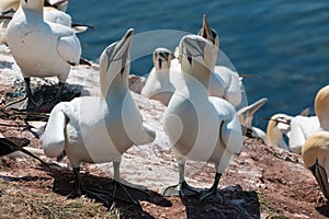 Helgoland