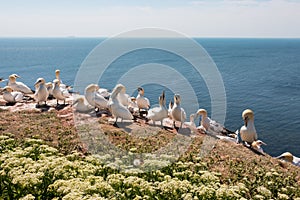 Helgoland