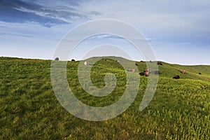 Helgoland, beautiful green meadows and sheep and goats grazing on them.