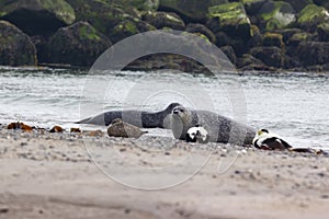 Helgoland, Dune Island, Halichoerus grypus - two seals lying on the edge of a beautiful, clear sea in the background a row of ston